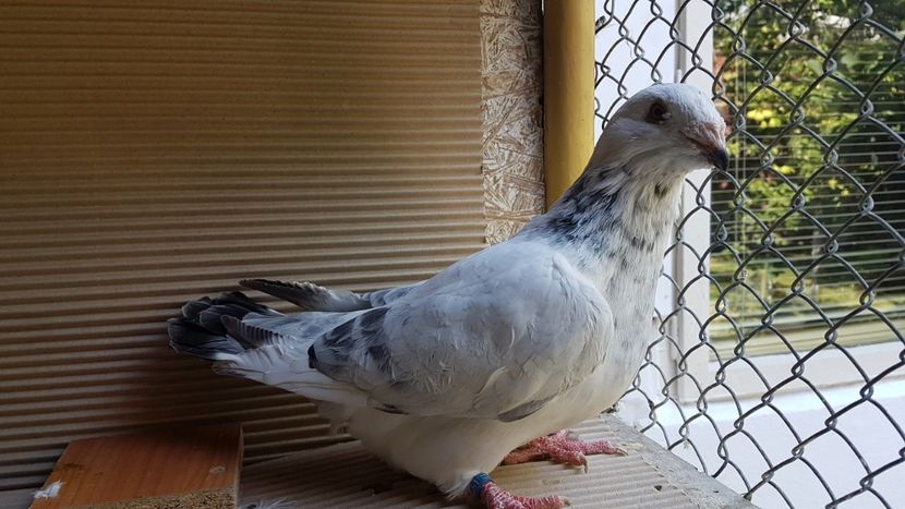  - 0 - 26 iunie 2018 - Pui 2018