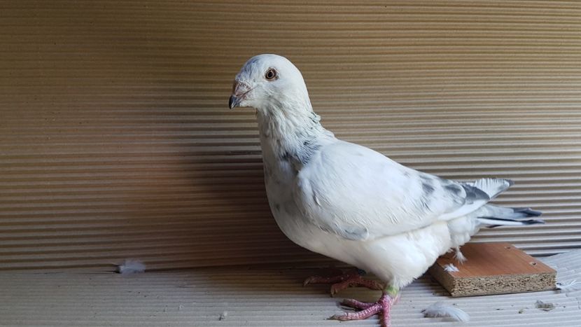  - 0 - 26 iunie 2018 - Pui 2018