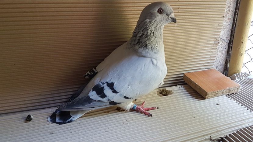  - 0 - 26 iunie 2018 - Pui 2018