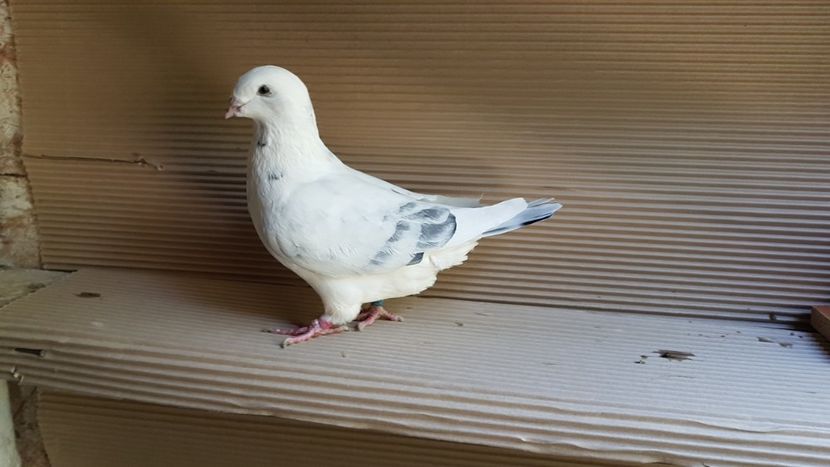  - 0 - 26 iunie 2018 - Pui 2018