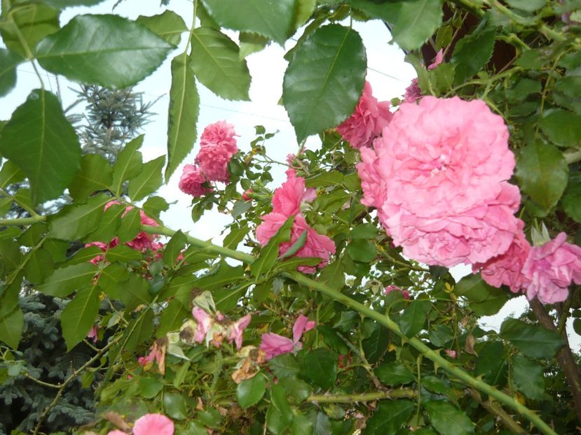 P1090567 - trandafiri japonezi