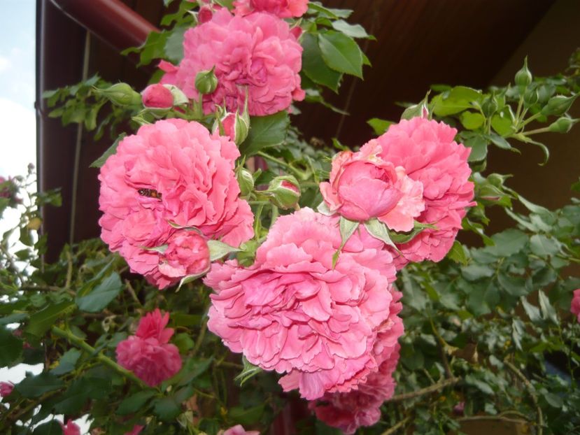 P1090568 - trandafiri japonezi