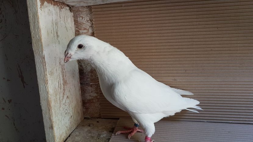  - 0 - 26 iunie 2018 - Pui 2018