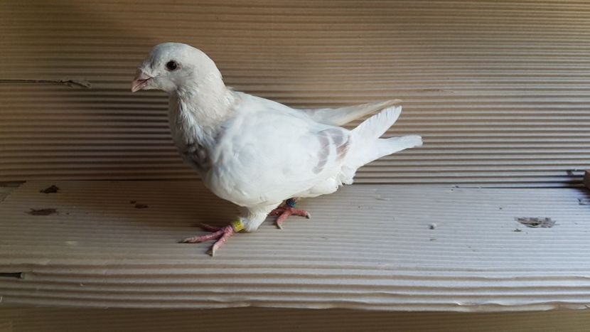  - 0 - 26 iunie 2018 - Pui 2018