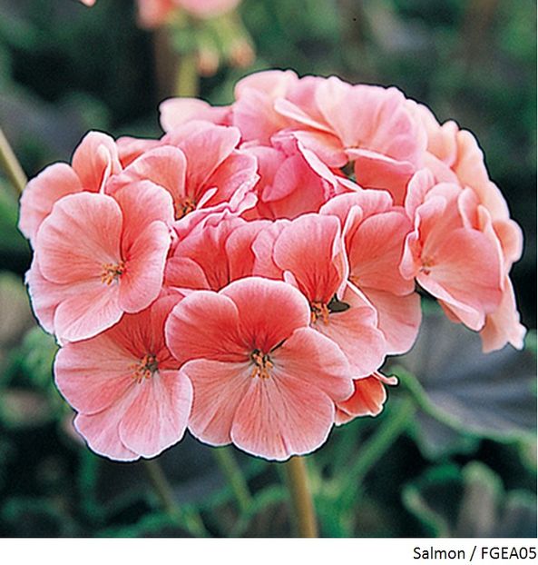 pd1ac0ccba6 - Dorinte