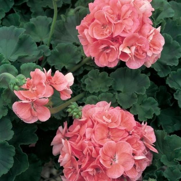 geranium-americana-salmon700653780 - Dorinte