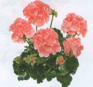 6320_3227_prd.jpg - Dorinte