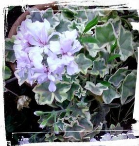 110786285_UHVWSBV3 - Dorinte