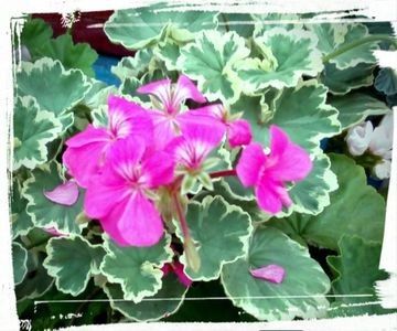 111120631_RGJAYRM - Dorinte