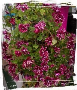 109130950_NPXSNOZ3 - Dorinte