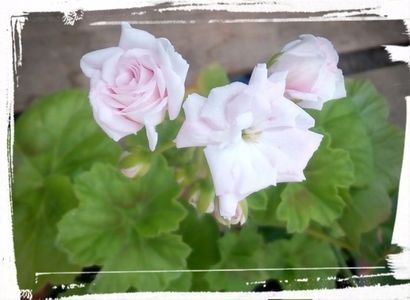 109099783_GMLBIFM3 - Dorinte