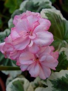 111021803_EBOBUMG3 - Dorinte