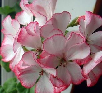 111021802_DRFFJZR3 - Dorinte