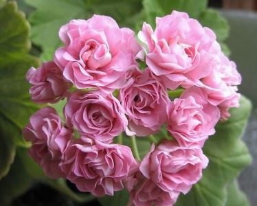 111021793_BUZRJWD - Dorinte