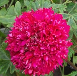 111021824_ZTQLXJA - Dorinte