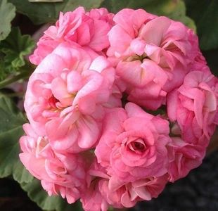 111021814_XEZTPLJ3 - Dorinte