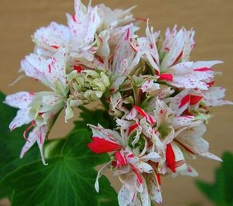 111025637_EKCCAEG - Dorinte