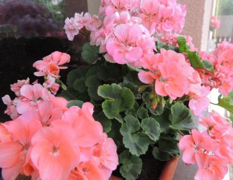 muscata-roz - Dorinte