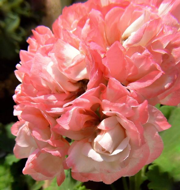 36480277_2003165443051177_5317402561668448256_o - Dorinte