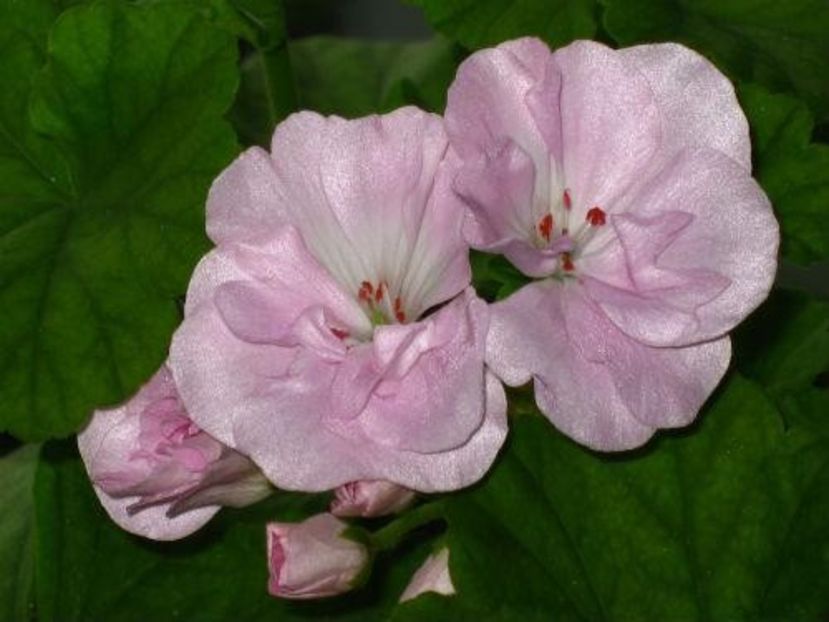 1348145655497_bulletin - Dorinte