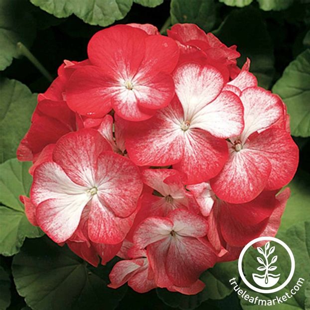 geranium-pinto-premium-series-bi-color-seed-wm_1400x - Dorinte