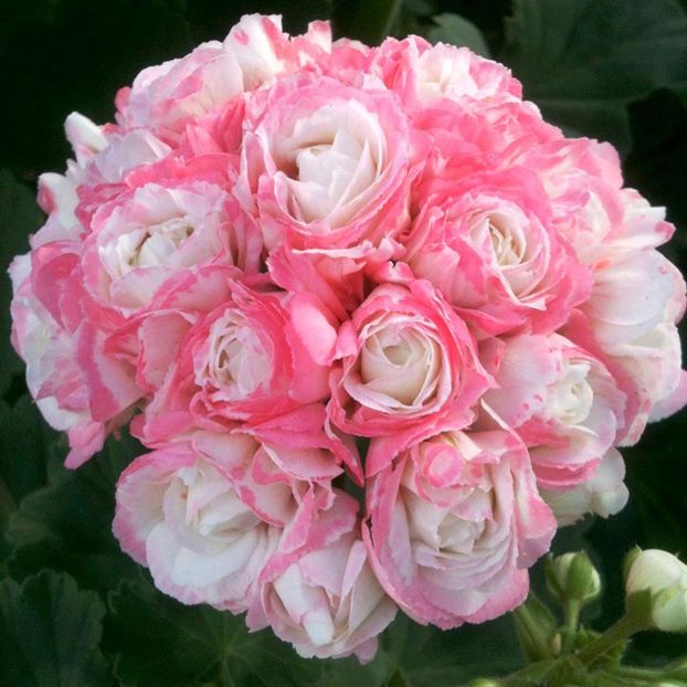 FLSGER34655_3 - Dorinte