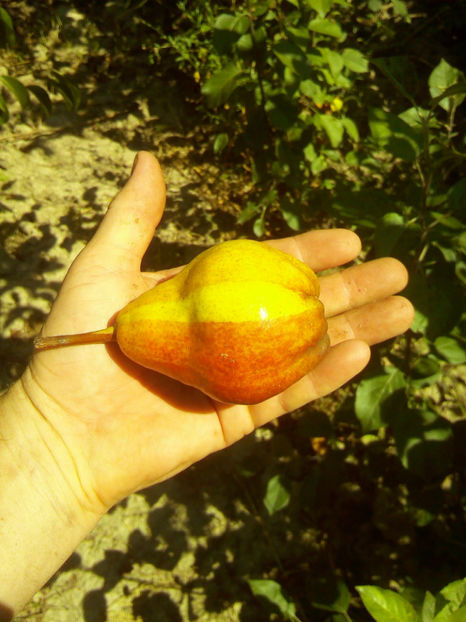 Duo Williams 2 - Duo Williams