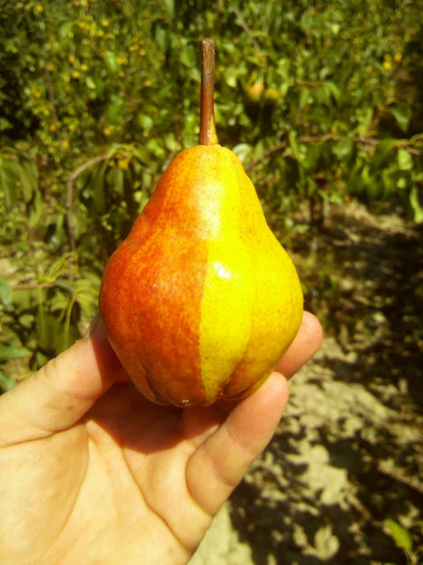 Duo Williams - Duo Williams