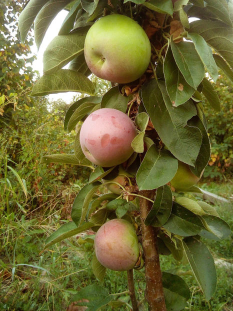 Mar columnar Prezident 1 - Mar columnar Prezident