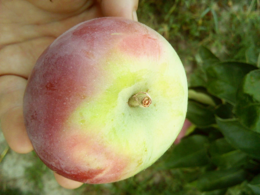 Mar columnar Prezident 3 - Mar columnar Prezident