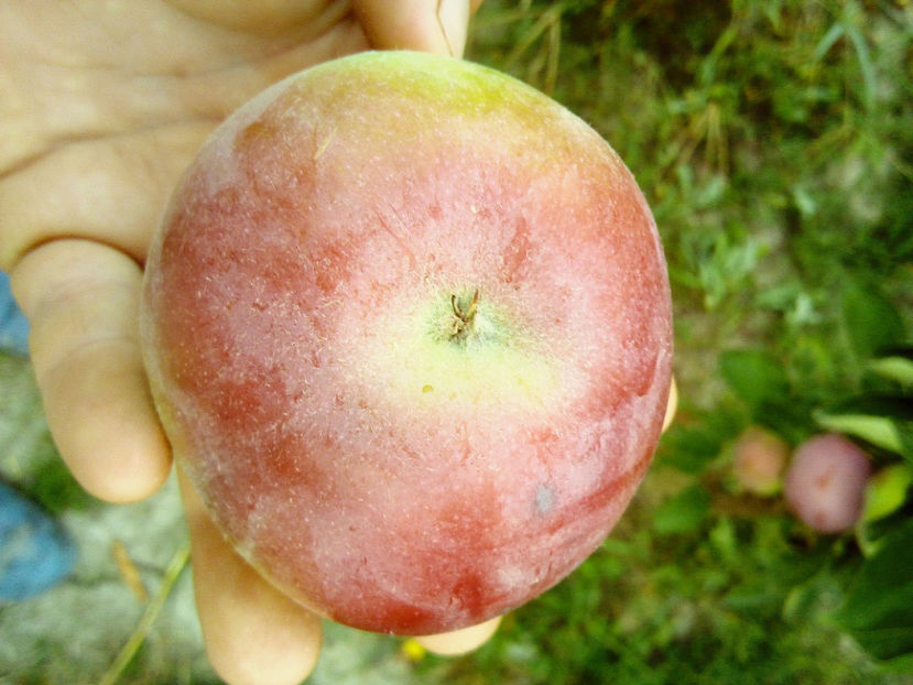 Mar columnar Prezident 4 - Mar columnar Prezident