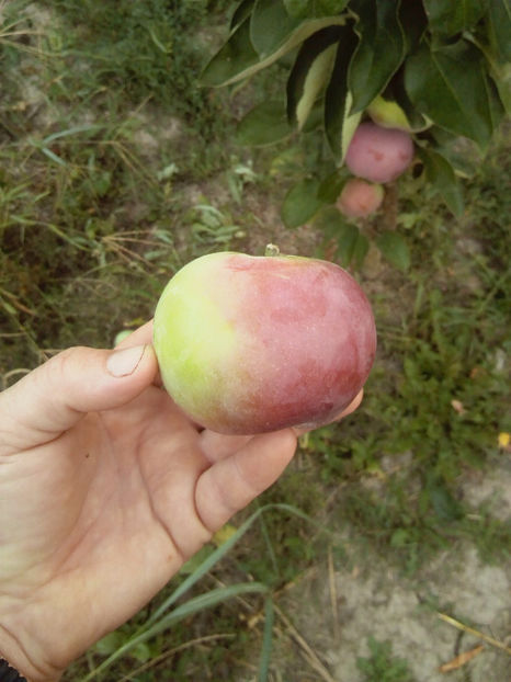 Mar columnar Prezident 5 - Mar columnar Prezident