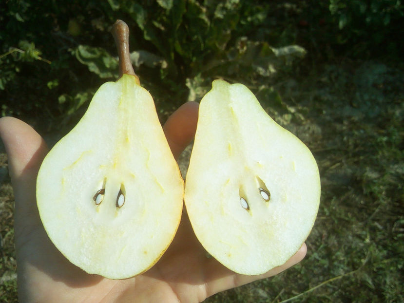 Par Hydea 8 - Par Hydea