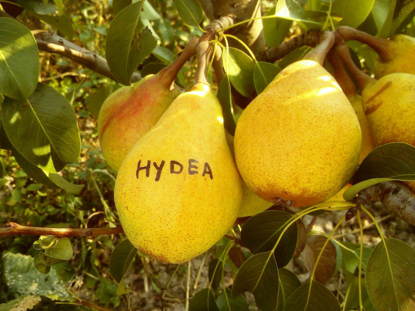 Par Hydea - Par Hydea