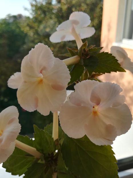 Cote d'Ivoire (2) - Achimenes 2018