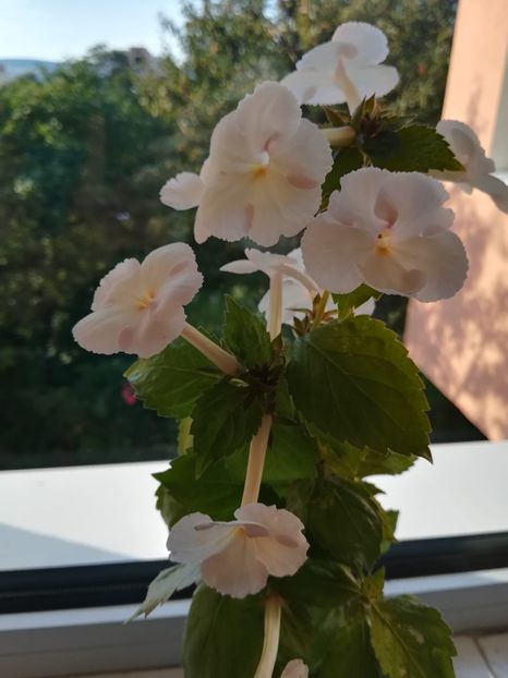 Cote d'ivoire - Achimenes 2018