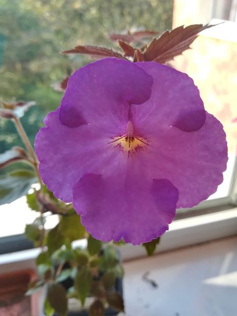 Crummok Water - Achimenes 2018