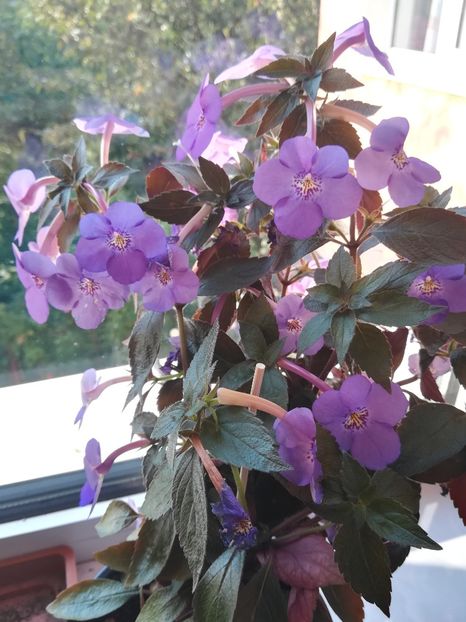 Electra - Achimenes 2018