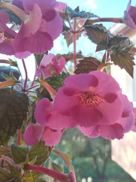 Hard to Get (2) - Achimenes 2018