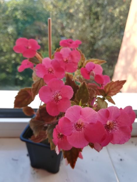 High Voltage (2) - Achimenes 2018