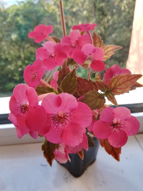 High Voltage - Achimenes 2018