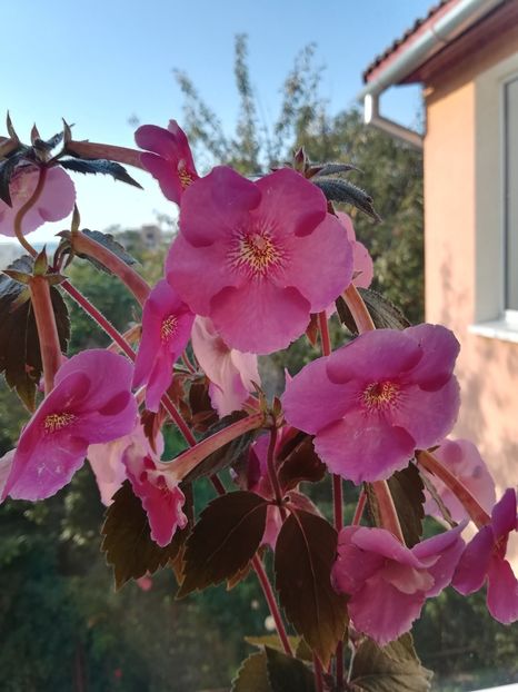 Nocturne (2) - Achimenes 2018