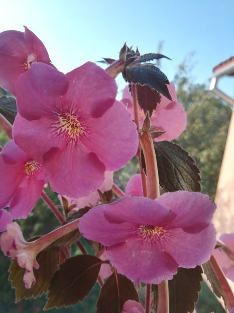 Nocturne (3) - Achimenes 2018