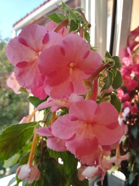 Orange Delight (2) - Achimenes 2018