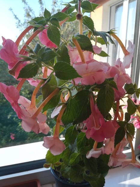 Orange Delight - Achimenes 2018