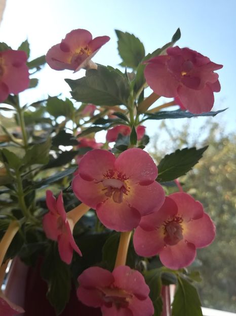 Serge Saliba (2) - Achimenes 2018