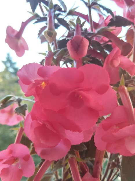 Stan's Delight (2) - Achimenes 2018