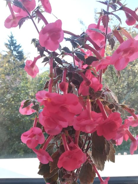 Stan's Delight - Achimenes 2018