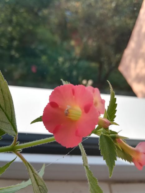 Summer Sunset - Achimenes 2018