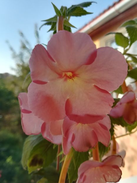 Sweet and Sour (2) - Achimenes 2018